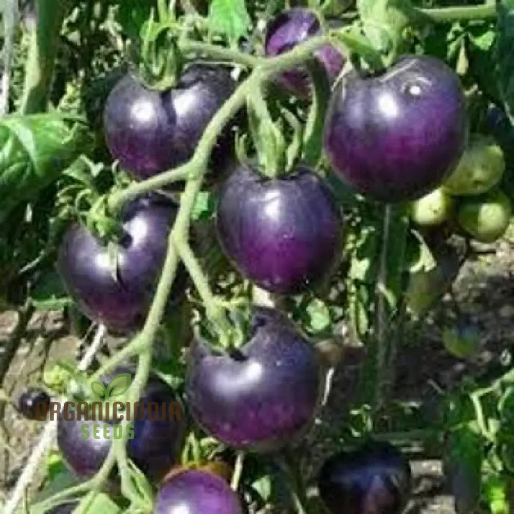 Tomato Peruvianum Seeds For Exceptional Gardening - Buy High-Quality Your Garden Today