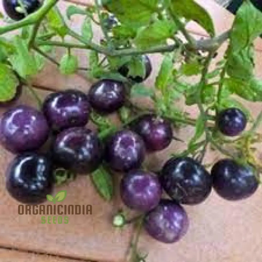 Tomato Peruvianum Seeds For Exceptional Gardening - Buy High-Quality Your Garden Today