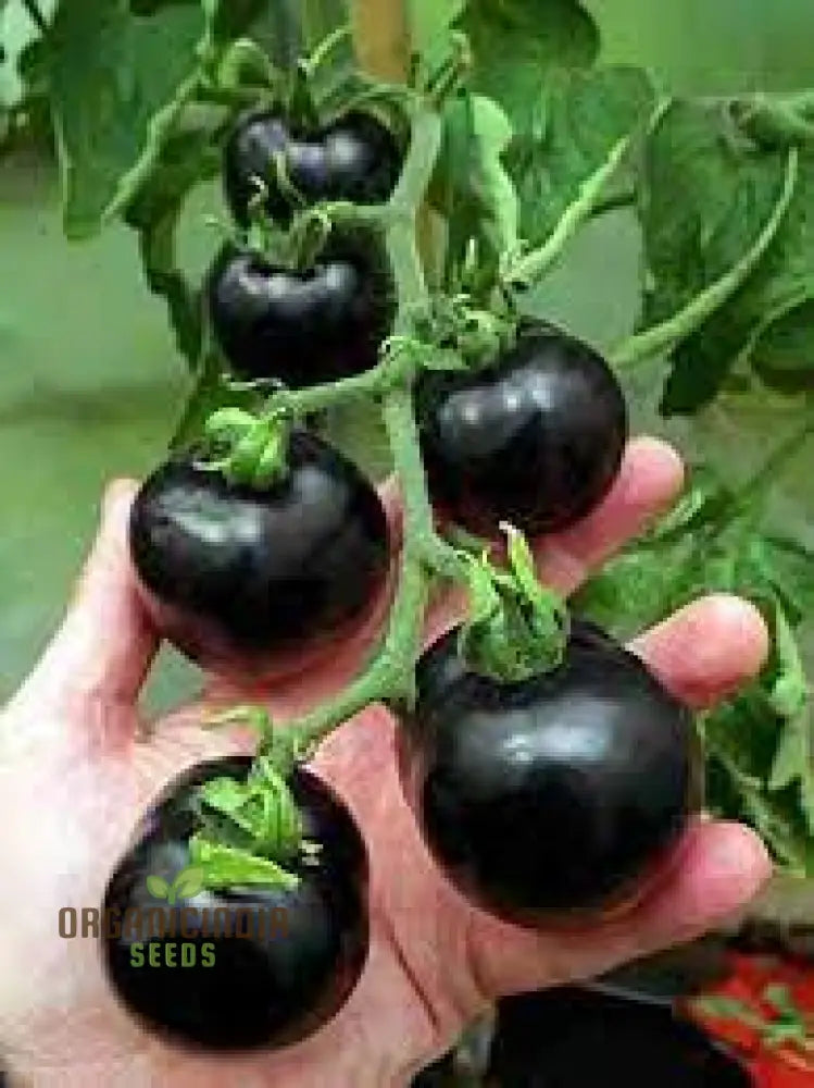 Tomato Peruvianum Seeds For Exceptional Gardening - Buy High-Quality Your Garden Today