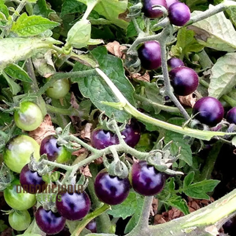 Tomato Peruvianum Seeds For Exceptional Gardening - Buy High-Quality Your Garden Today