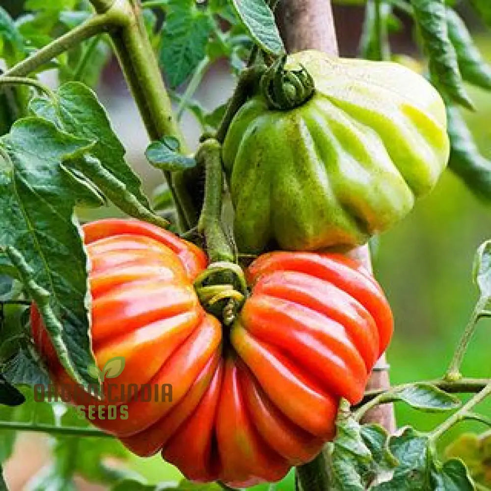 Tomato Pink Accordion Seeds For Gardening | Premium Heirloom Your Garden