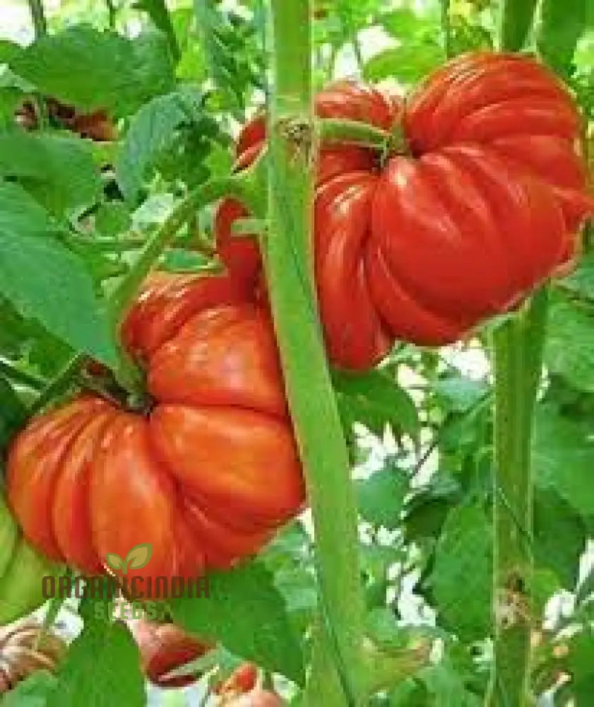 Tomato Pink Accordion Seeds For Gardening | Premium Heirloom Your Garden