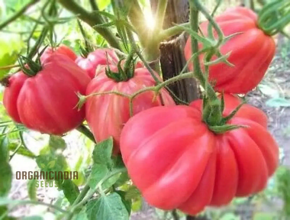 Tomato Pink Accordion Seeds For Gardening | Premium Heirloom Your Garden