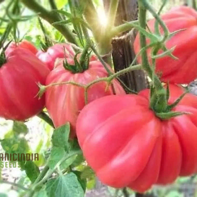 Tomato Pink Accordion Seeds For Gardening | Premium Heirloom Your Garden