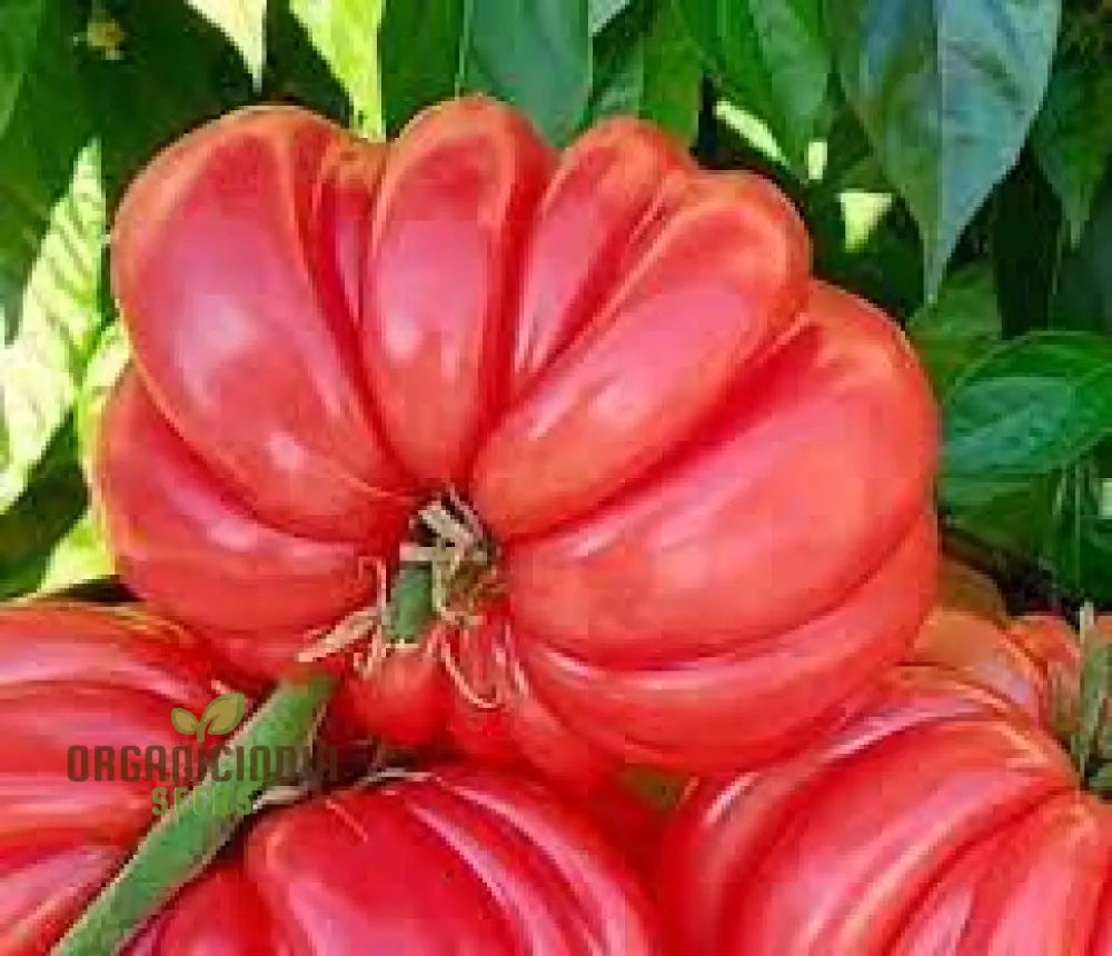 Tomato Pink Accordion Seeds For Gardening | Premium Heirloom Your Garden