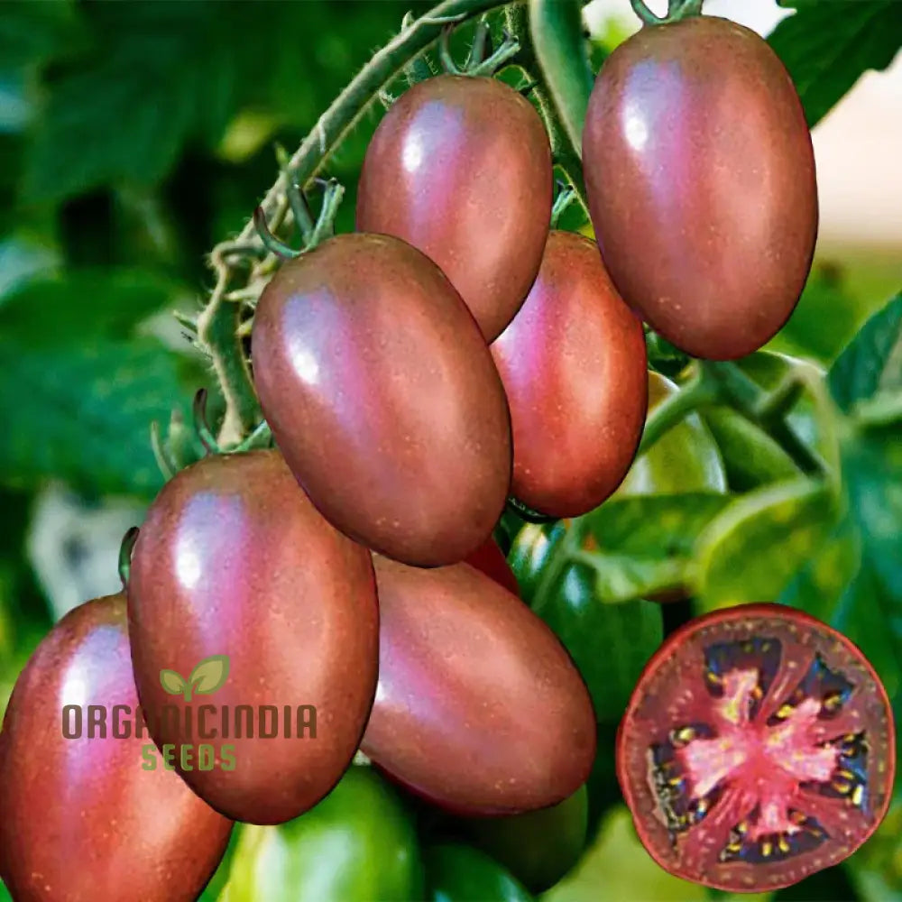 Tomato Purple Russian Seeds For Gardening â€“ Buy Organic Online Your Garden