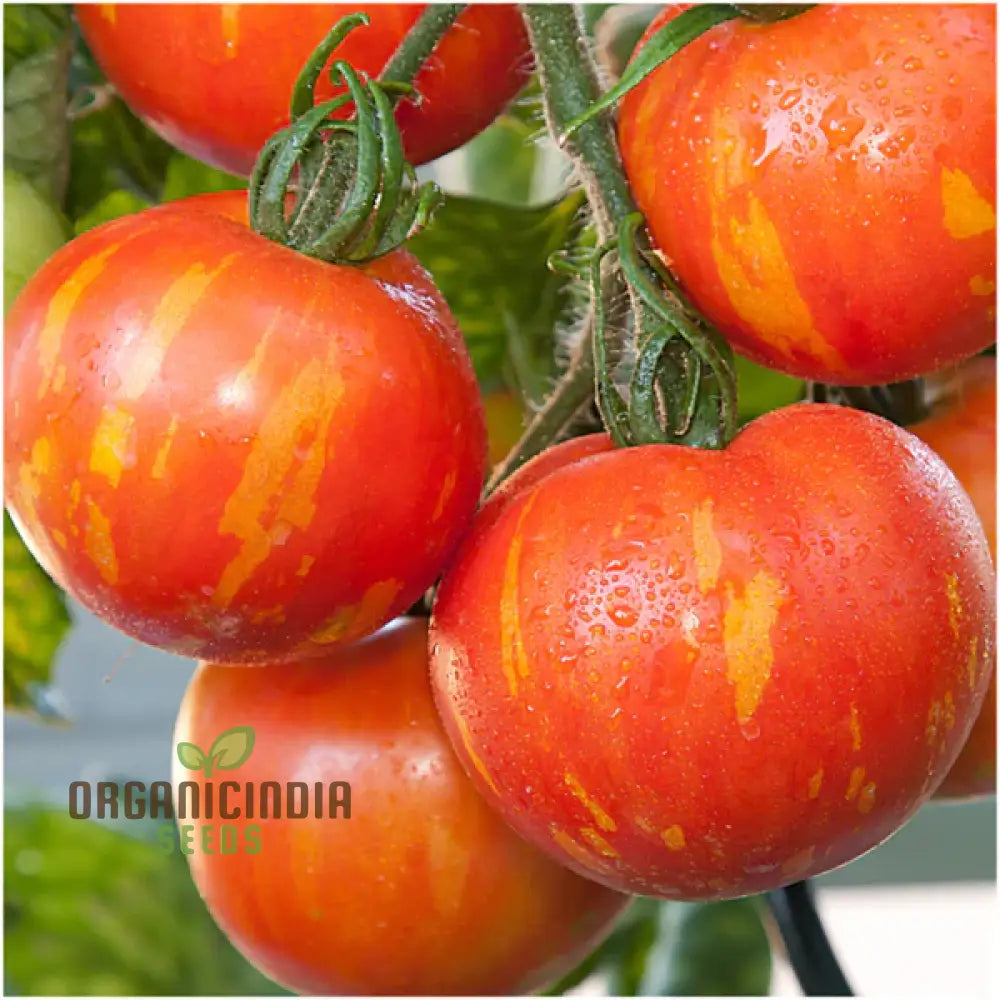 Tomato Red Zebra Seeds For Home Gardening - Heirloom Vegetable Vibrant Striped Tomatoes