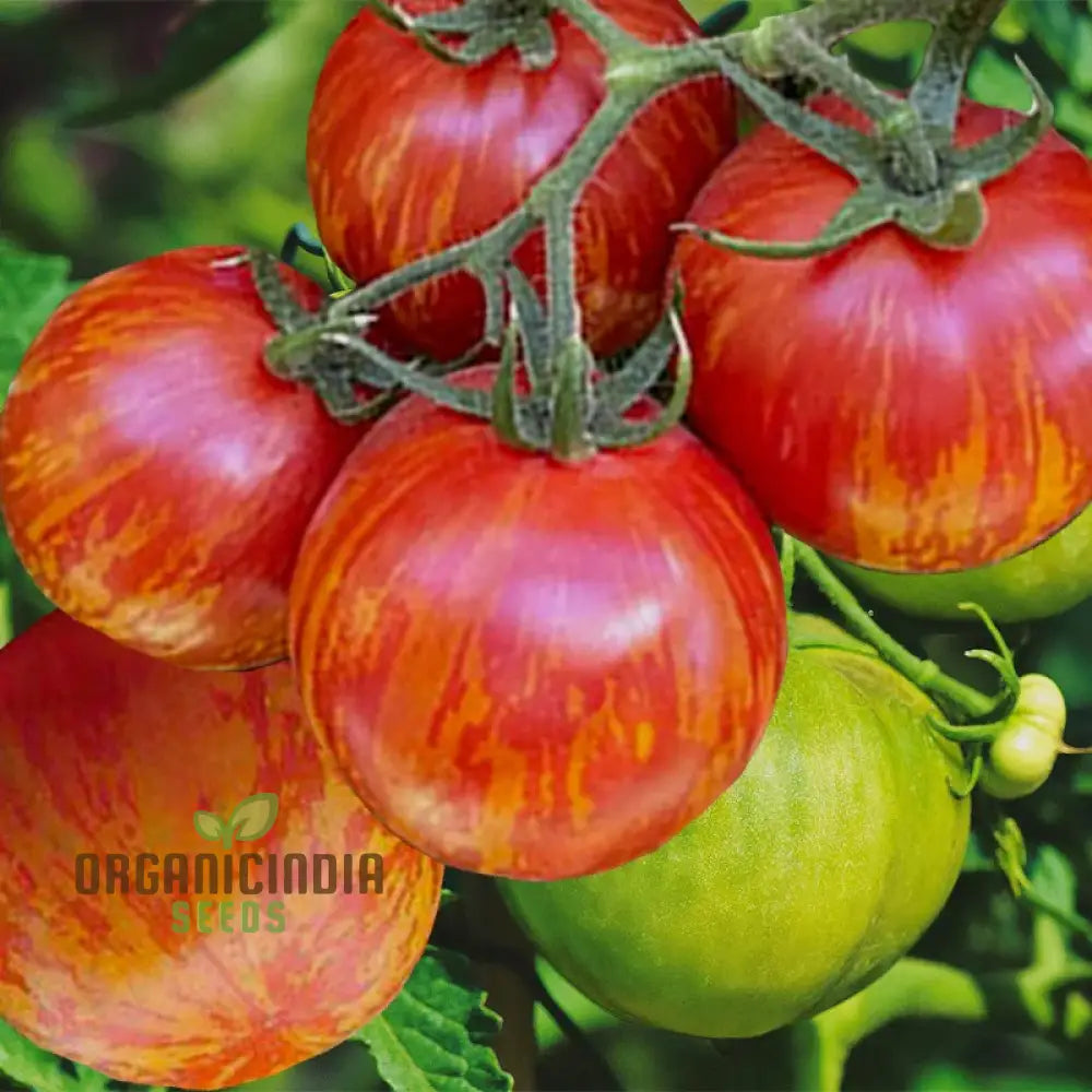 Tomato Red Zebra Seeds For Home Gardening - Heirloom Vegetable Vibrant Striped Tomatoes