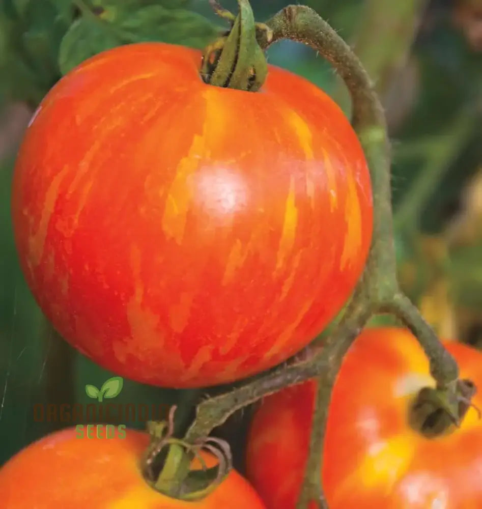 Tomato Red Zebra Seeds For Home Gardening - Heirloom Vegetable Vibrant Striped Tomatoes