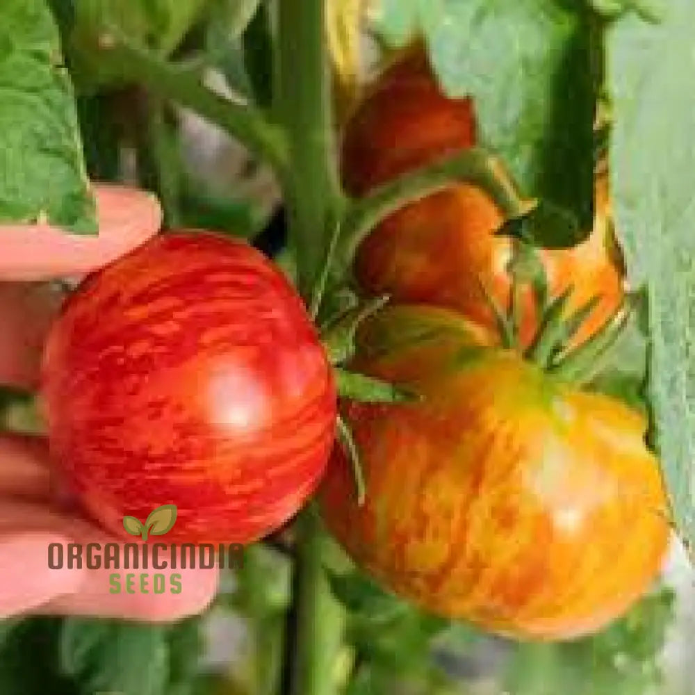 Tomato Red Zebra Seeds For Home Gardening - Heirloom Vegetable Vibrant Striped Tomatoes