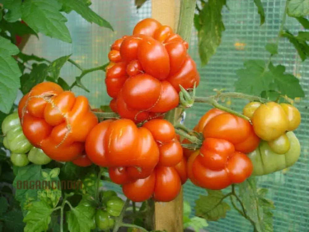 Tomato Reise Seeds - Premium Quality For Gardening | Enhance Your Garden Today