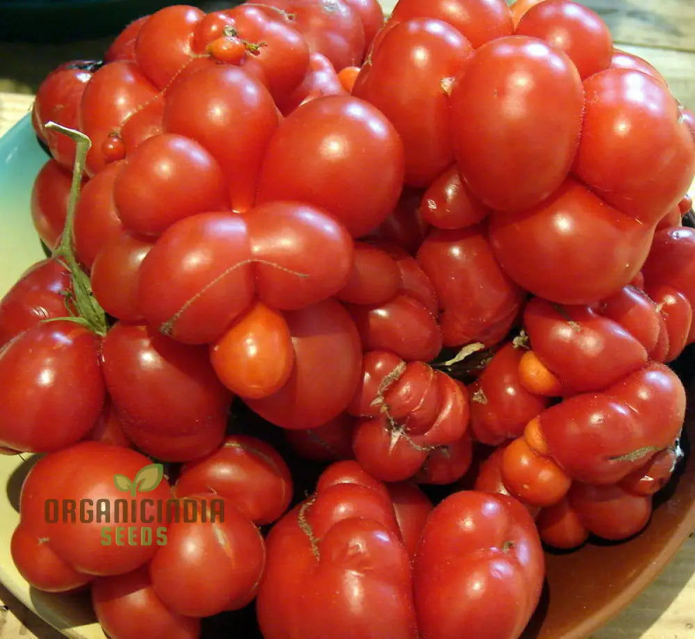 Tomato Reise Seeds - Premium Quality For Gardening | Enhance Your Garden Today