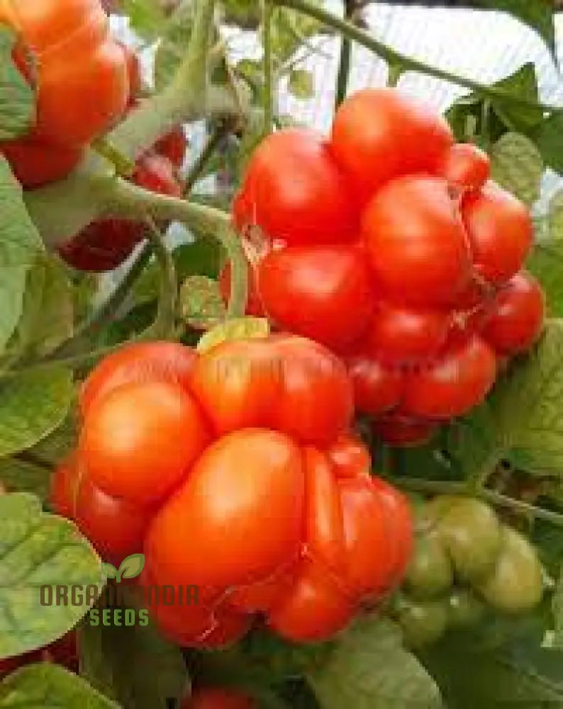 Tomato Reise Seeds - Premium Quality For Gardening | Enhance Your Garden Today