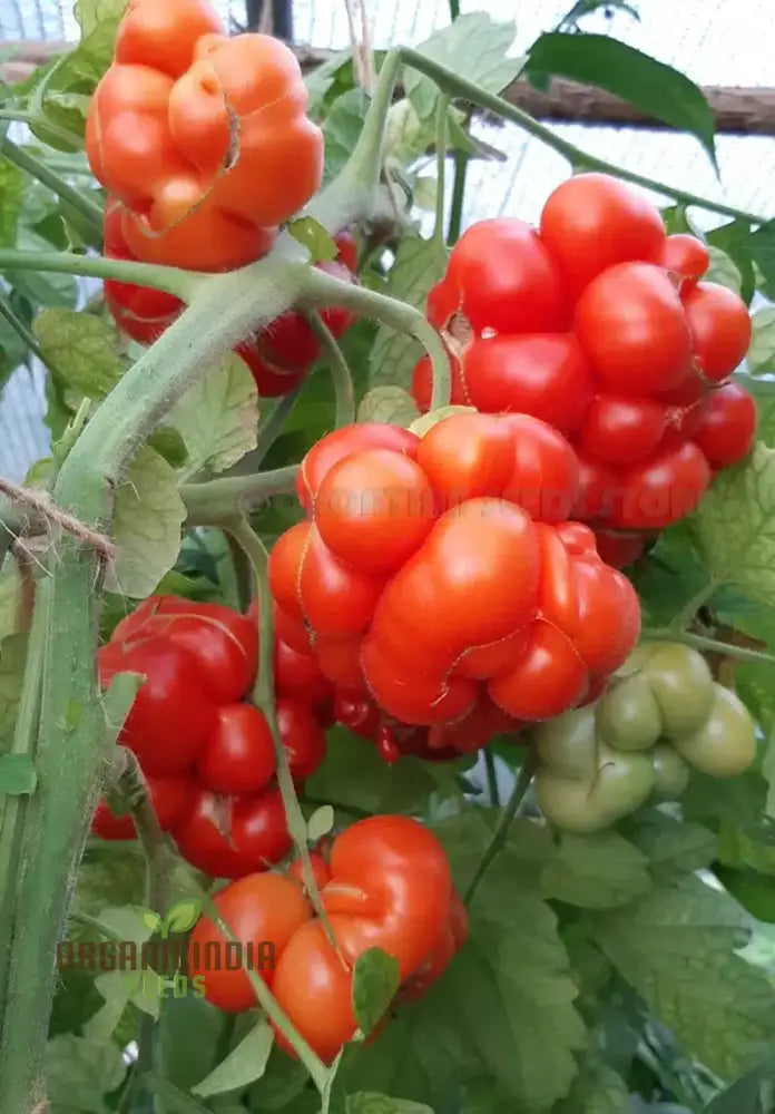 Tomato Reise Seeds - Premium Quality For Gardening | Enhance Your Garden Today