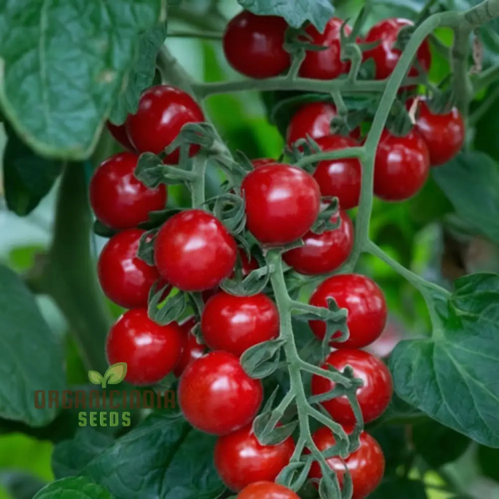 Tomato Rubinka Seeds - Grow Rich And Flavorful Tomatoes In Your Garden