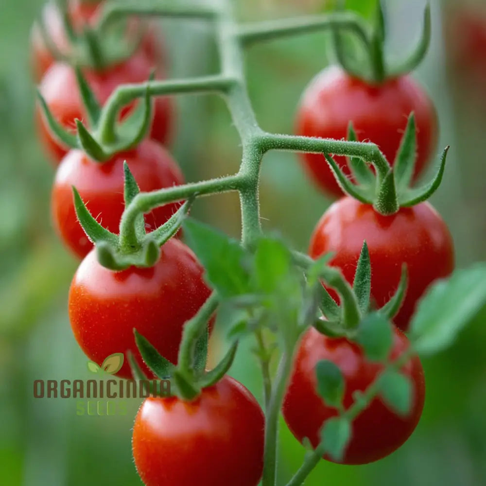 Tomato Rubinka Seeds - Grow Rich And Flavorful Tomatoes In Your Garden