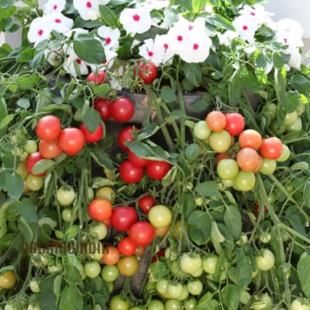 Tomato Seed Collection For Outdoor Gardening Enthusiasts | Heirloom Seeds Healthy Harvests