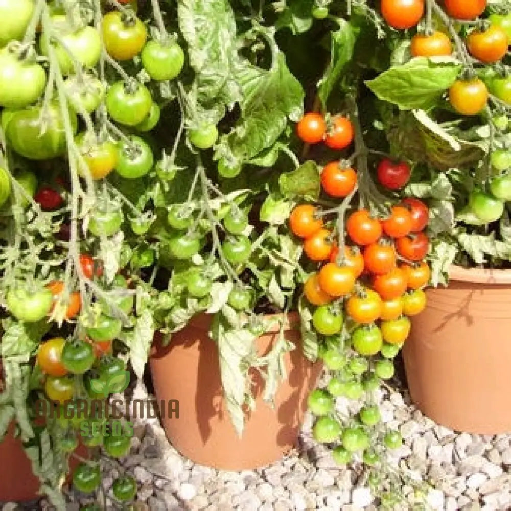 Tomato Seed Collection For Outdoor Gardening Enthusiasts | Heirloom Seeds Healthy Harvests