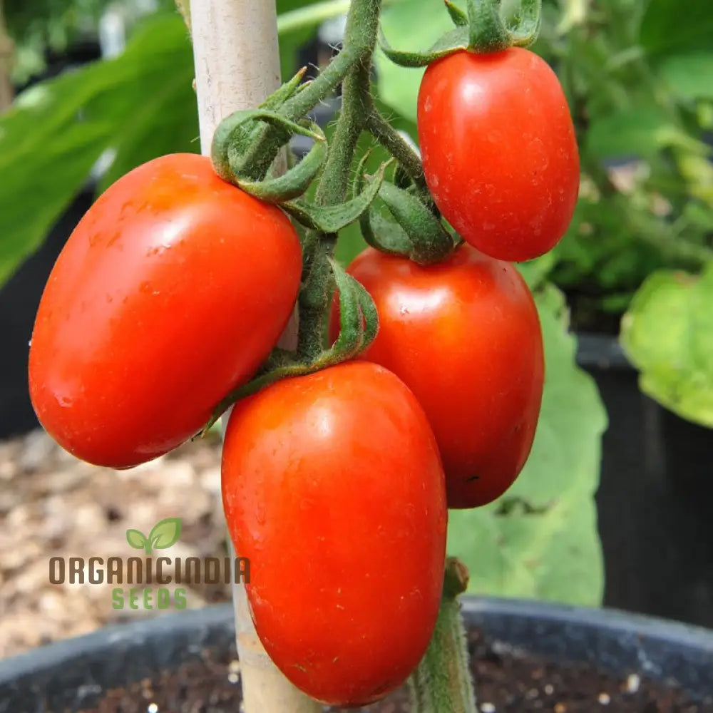 Tomato Seeds - Amish Paste For Juicy Harvests | Premium Garden Planting