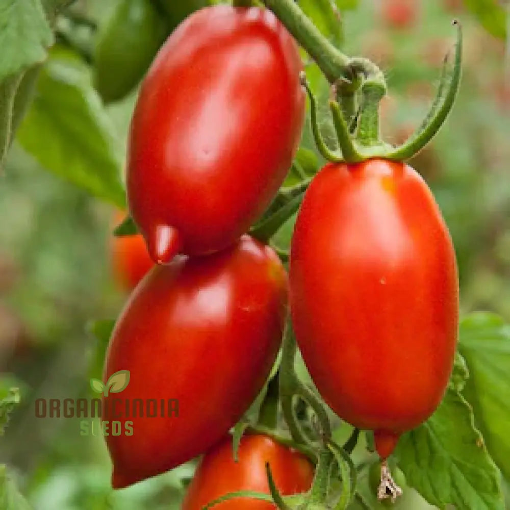 Tomato Seeds - Amish Paste For Juicy Harvests | Premium Garden Planting