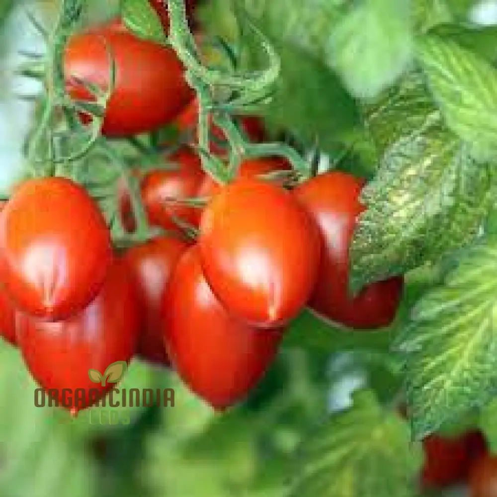 Tomato Seeds - Amish Paste For Juicy Harvests | Premium Garden Planting