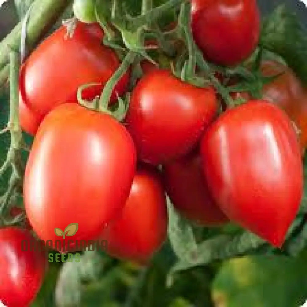 Tomato Seeds - Amish Paste For Juicy Harvests | Premium Garden Planting