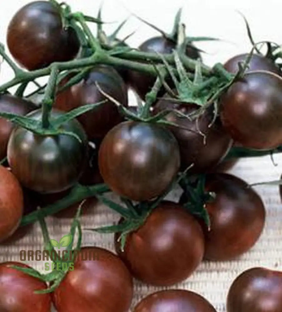 Tomato Seeds - Black Cherry Variety For Planting And Gardening