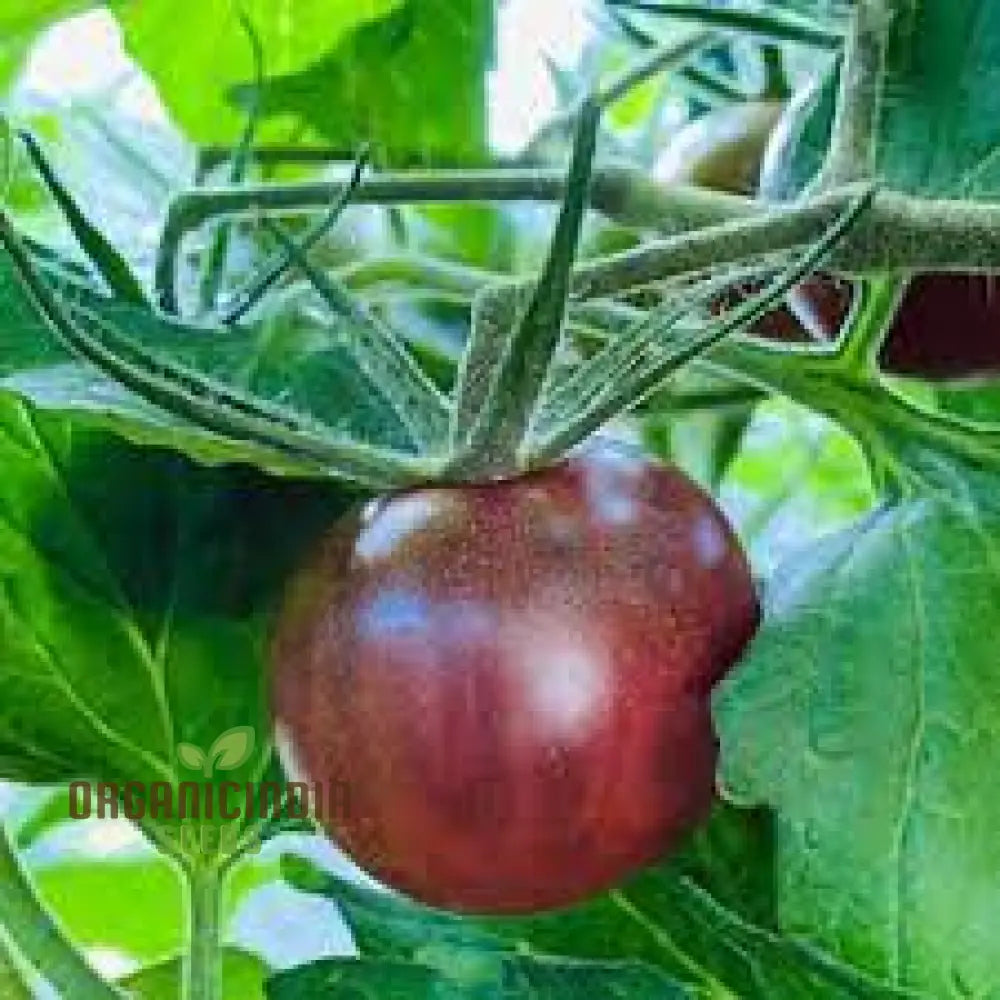 Tomato Seeds - Black Cherry Variety For Planting And Gardening