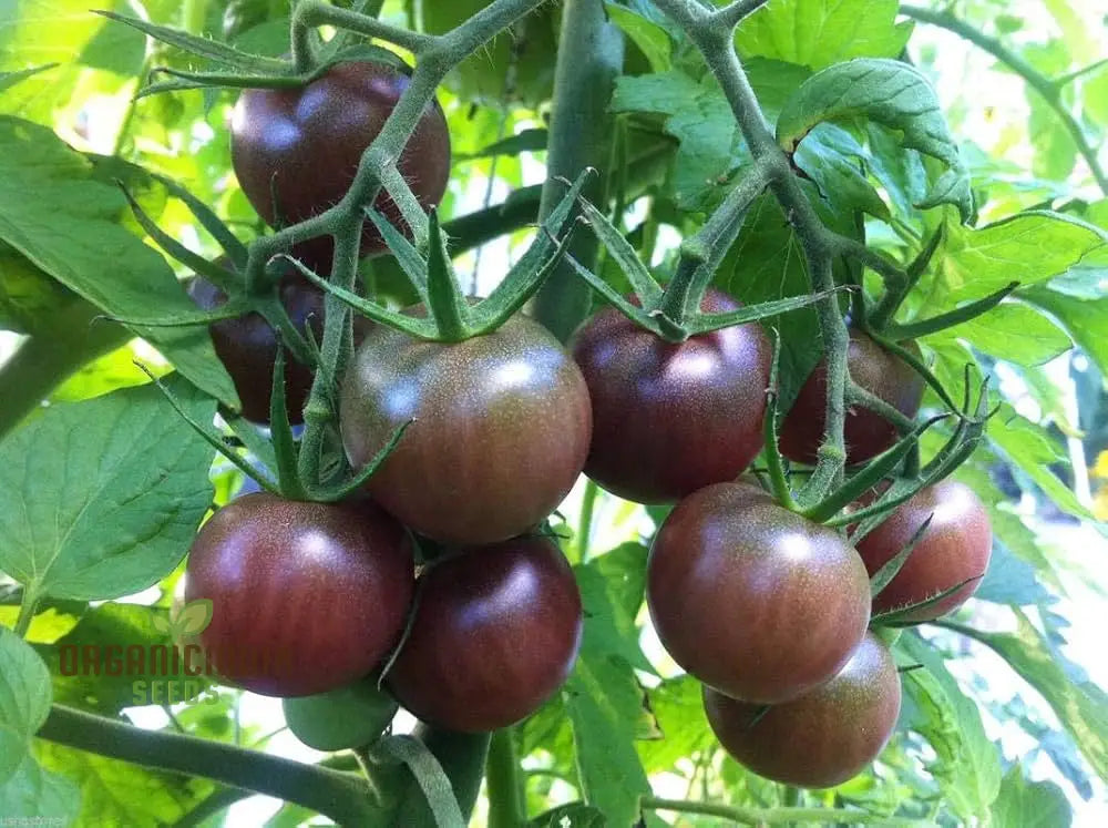 Tomato Seeds - Black Cherry Variety For Planting And Gardening