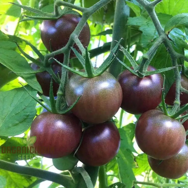 Tomato Seeds - Black Cherry Variety For Planting And Gardening