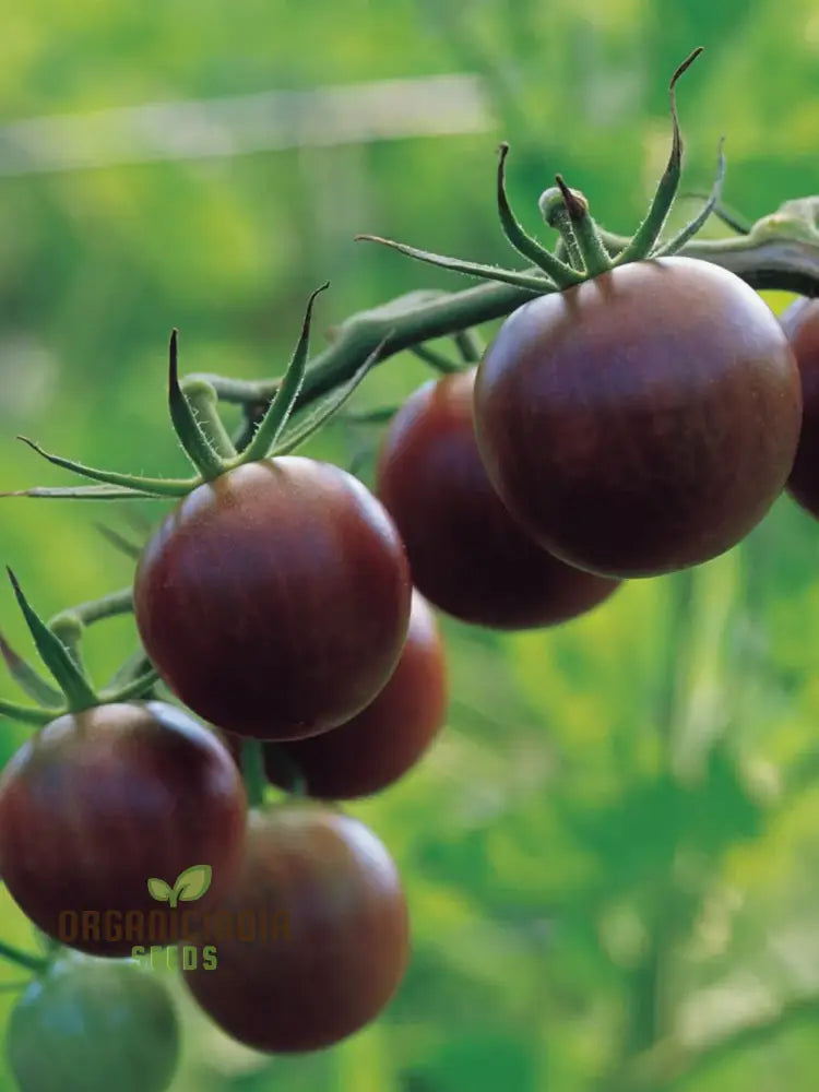 Tomato Seeds - Black Cherry Variety For Planting And Gardening