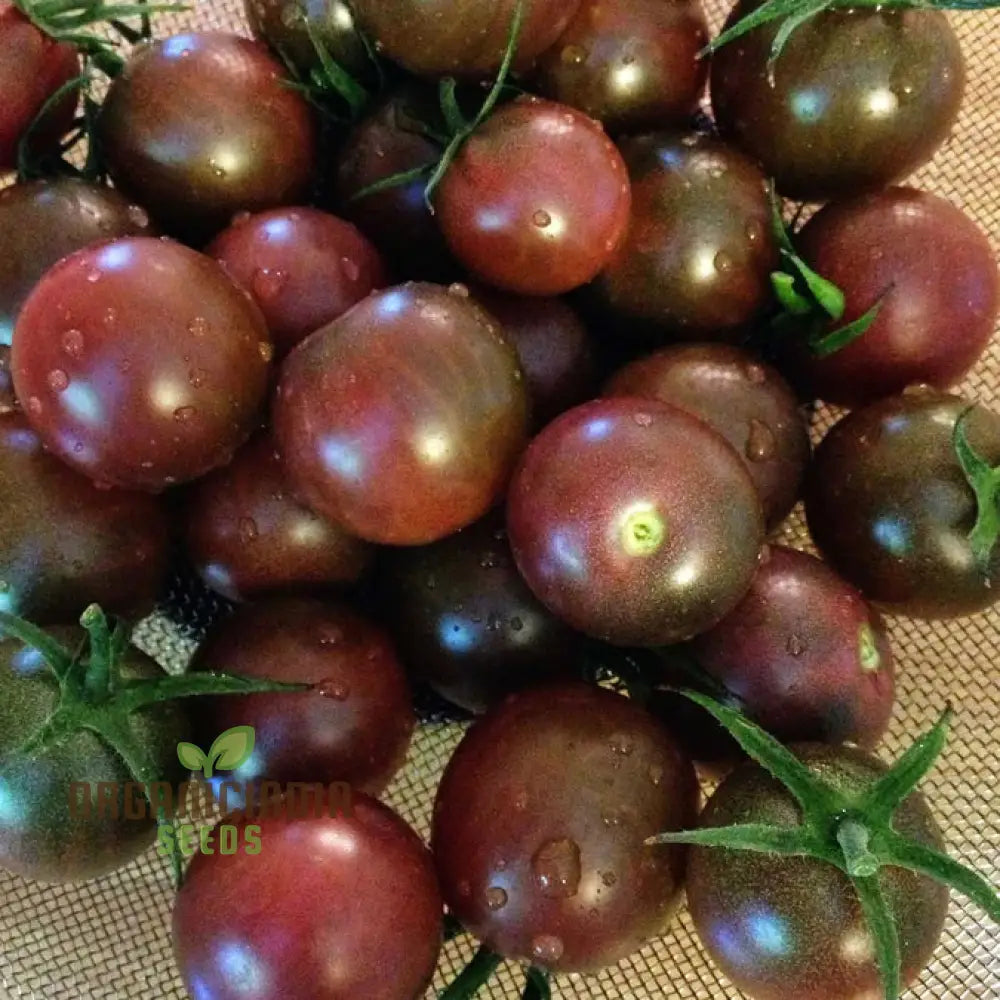 Tomato Seeds - Black Cherry Variety For Planting And Gardening