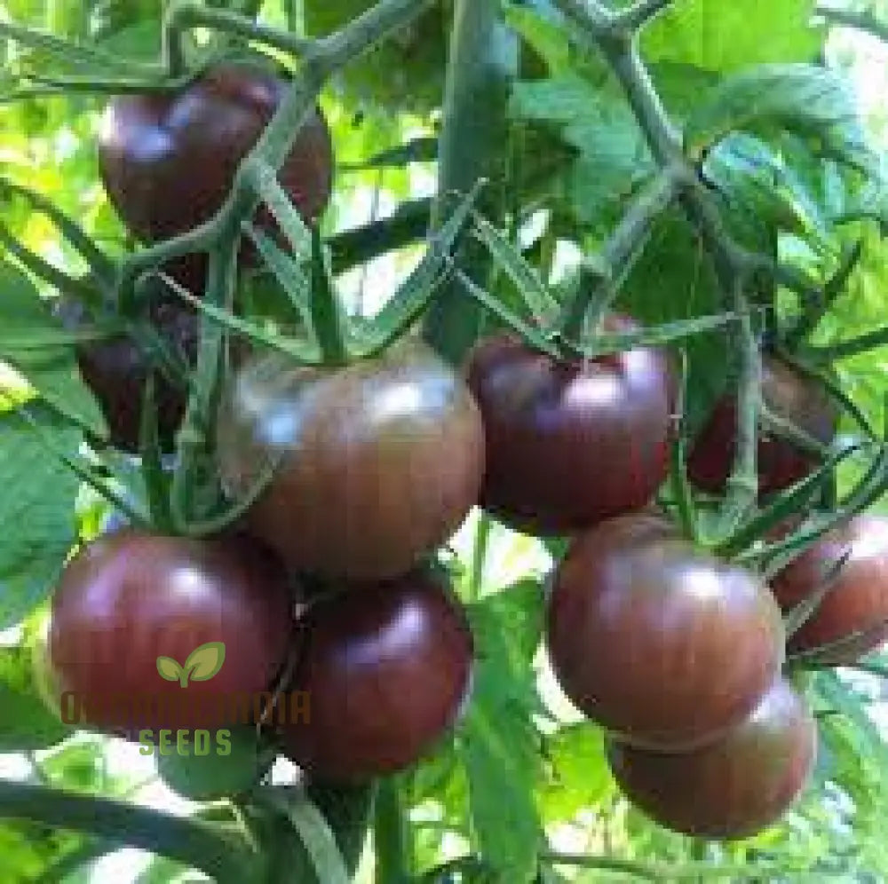 Tomato Seeds - Black Cherry Variety For Planting And Gardening