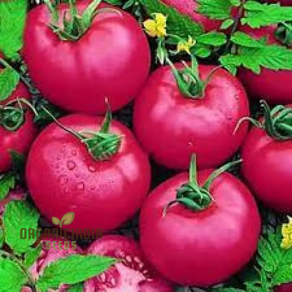 Tomato Seeds - Chefâ€™s Choice Pink F1 | Premium Gardening