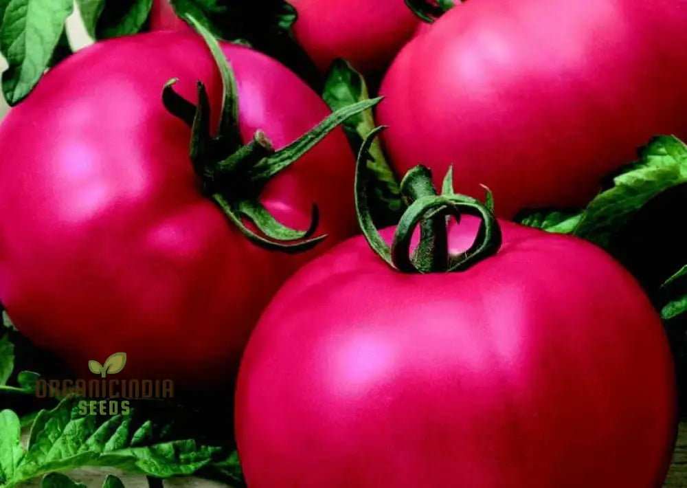 Tomato Seeds - Chef’s Choice Pink F1 | Premium Gardening