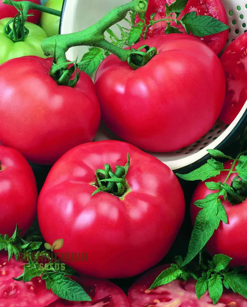 Tomato Seeds - Chef’s Choice Pink F1 | Premium Gardening