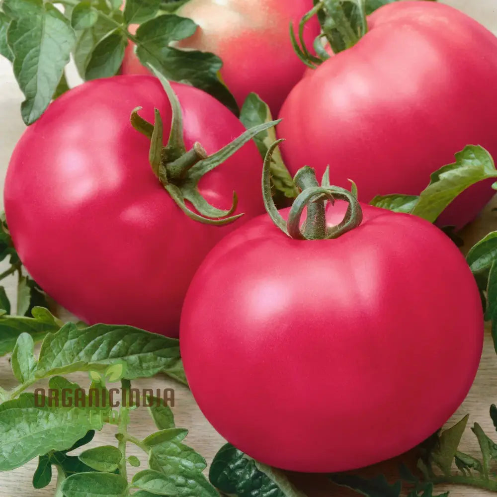 Tomato Seeds - Chef’s Choice Pink F1 | Premium Gardening