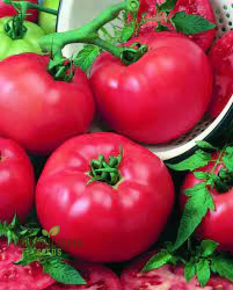 Tomato Seeds - Chef’s Choice Pink F1 | Premium Gardening