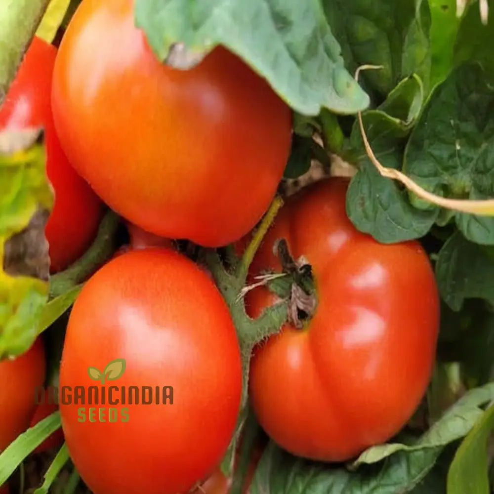 Tomato Seeds Heirloom Varieties For Flavorful Harvests For Planting