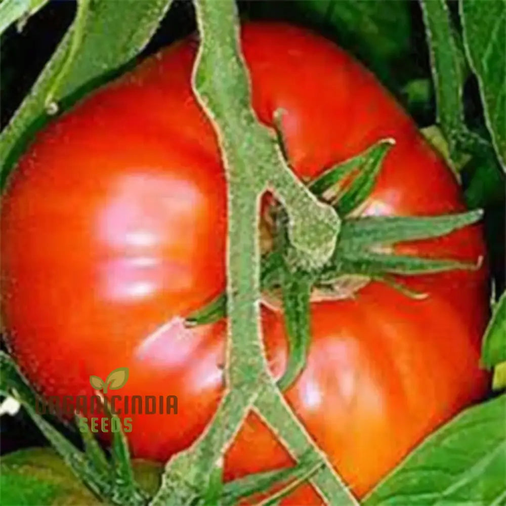 Tomato Seeds Heirloom Varieties For Flavorful Harvests For Planting