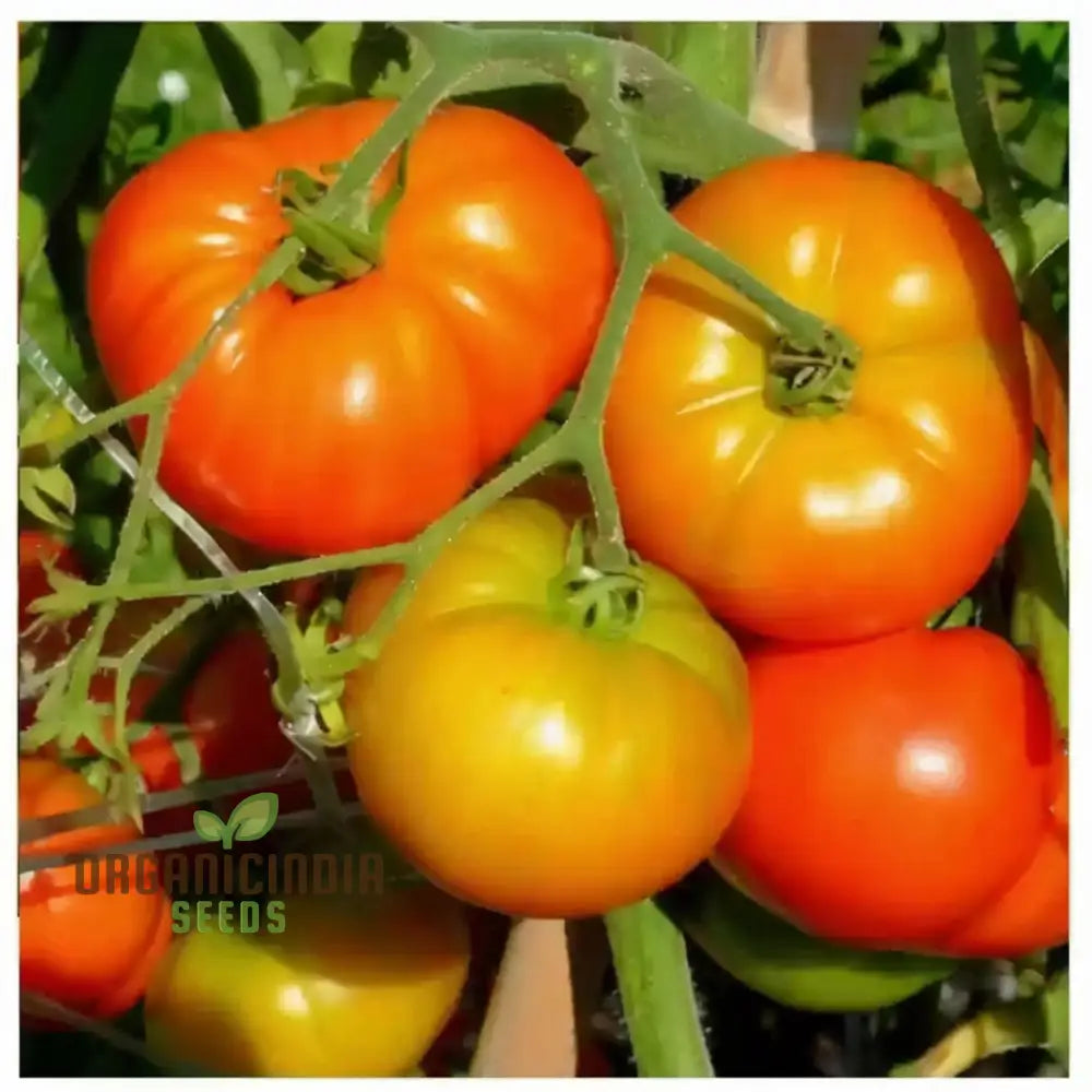 Tomato Seeds Heirloom Varieties For Flavorful Harvests For Planting