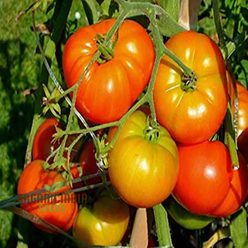 Tomato Seeds Heirloom Varieties For Flavorful Harvests For Planting