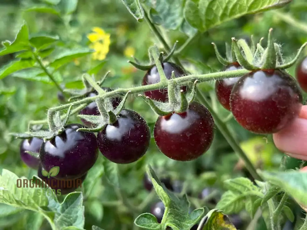 Tomato Seeds ’Indigo Blue Berries’ – Enhance Your Gardening Experience With Unique