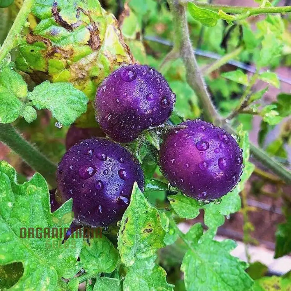 Tomato Seeds ’Indigo Blue Berries’ – Enhance Your Gardening Experience With Unique