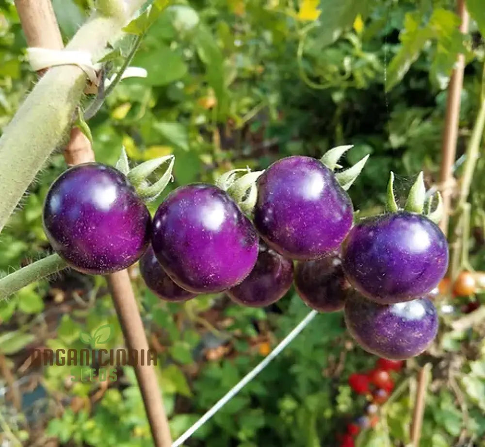 Tomato Seeds ’Indigo Blue Berries’ – Enhance Your Gardening Experience With Unique