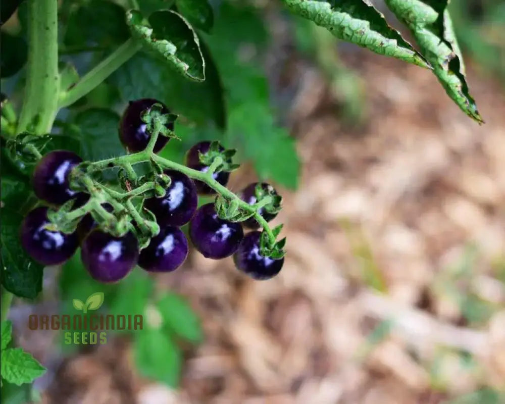 Tomato Seeds ’Indigo Blue Berries’ – Enhance Your Gardening Experience With Unique