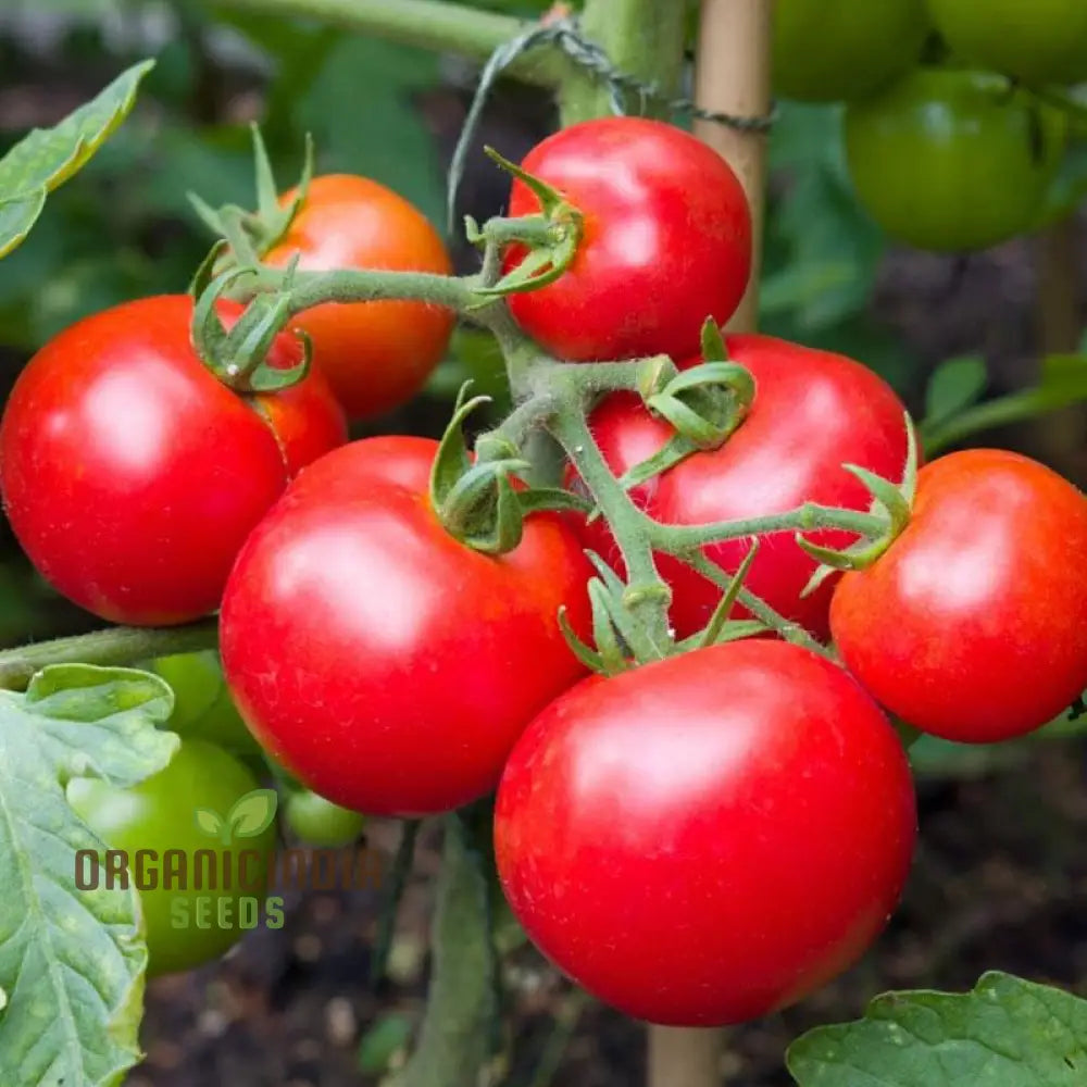 Tomato Seeds ’Moneymaker’ A Variety Known For Its Reliable Yields And Exceptional Flavor Ideal