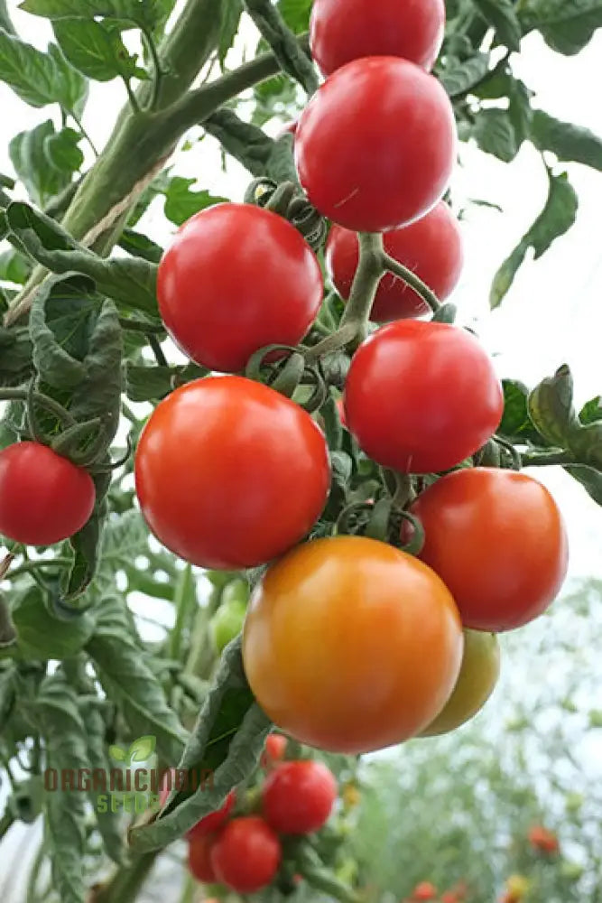 Tomato Seeds ’Moneymaker’ A Variety Known For Its Reliable Yields And Exceptional Flavor Ideal