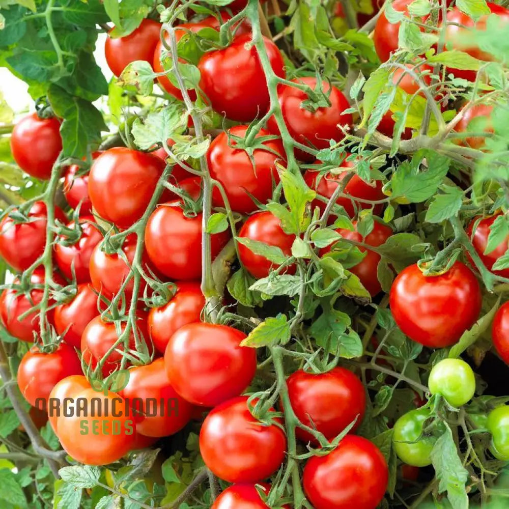 Tomato Seeds ’Moneymaker’ A Variety Known For Its Reliable Yields And Exceptional Flavor Ideal