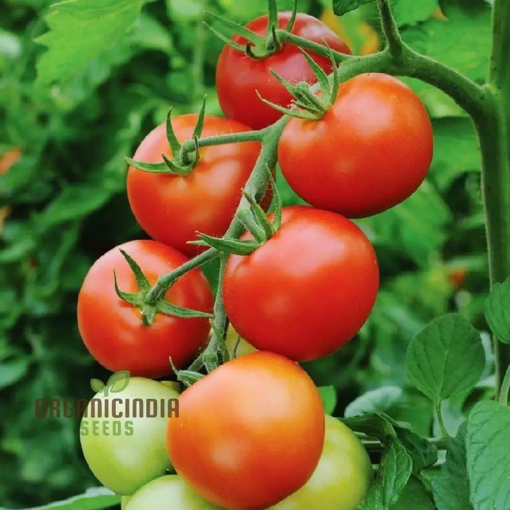 Tomato Seeds ’Moneymaker’ A Variety Known For Its Reliable Yields And Exceptional Flavor Ideal